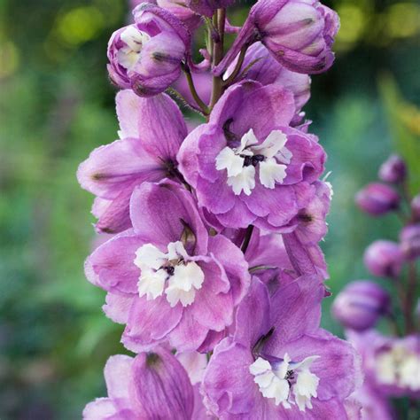 Creating a Fairy-tale Garden with Magic Fountains Delphinium and Other Enchanting Flowers